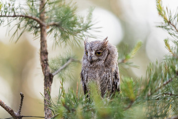 Small scops owl on a pine branch. Little Scops Owl (Otus scops) is a small species of owl from the Owl Owl family.