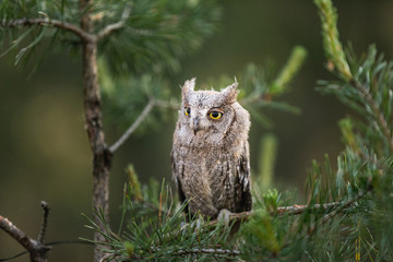 Small scops owl on a pine branch. Little Scops Owl (Otus scops) is a small species of owl from the Owl Owl family.