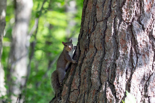  Eastern gray squirrels ( Sciurus carolinensis) 