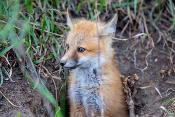 Fox Kits Near Den