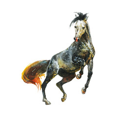 Watercolor appaloosa horse © Cincinart
