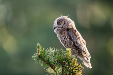 Small scops owl on a pine branch. Little Scops Owl (Otus scops) is a small species of owl from the Owl Owl family.