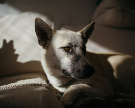 Close up view of dog sitting on couch