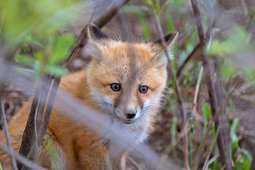 Fox Kits Near Den