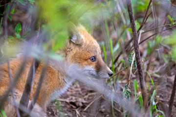 Fox Kits Near Den