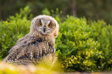 Eastern Siberian owl in spring pine forest on the ground.