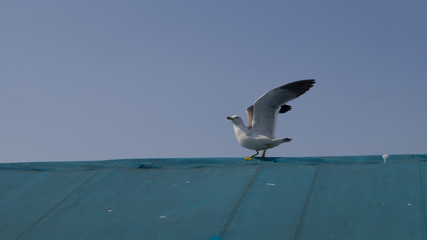 비상을 준비하는 갈매