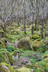 Fototapeta premium Trees and huge boulders in the forest. Ireland