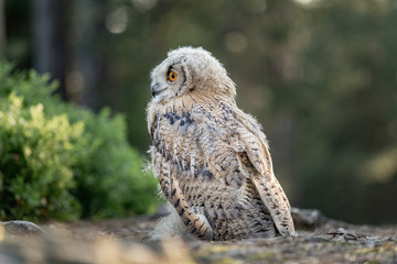 Eastern Siberian owl in spring pine forest on the ground.