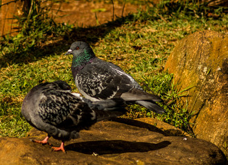 Casal de Pombos