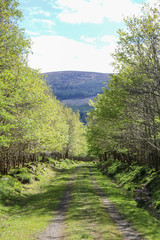 The road to the forest. Natural reserve.Flora of Ireland.
