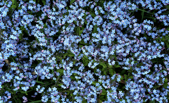 Blue forget-me-not flowers is spring