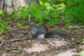 Young Eastern gray squirrels ( Sciurus carolinensis) looking for food in park