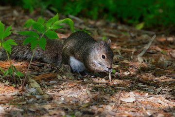 Young Eastern gray squirrels ( Sciurus carolinensis) looking for food in park