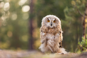 Eastern Siberian owl in spring pine forest on the ground.