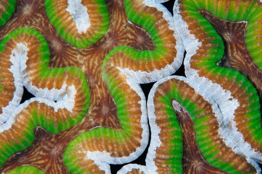 Coral close-up 7