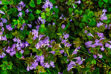 Purple wild flowers. Small purple flowers. Purple wild flowers.