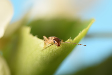 Earwig climbs out of a plant