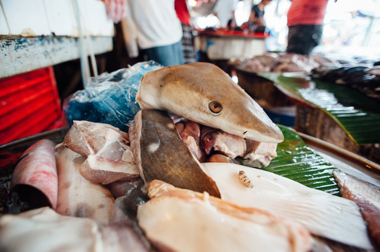 Fish Market 6