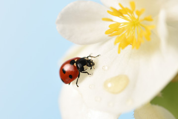 The ladybug on a white flower