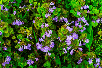 Purple wild flowers. Small purple flowers. Purple wild flowers.