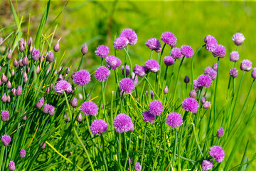 Naklejka premium Wild Onion Allium flower flowers wildflower 