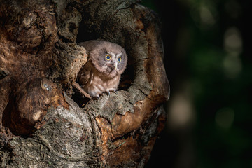 Tengmalm's Owl Aegolius funereus, is a small owl. It is known as the Boreal Owl. Cub Boreal owl in tree hollow in nqature.