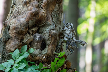 Tengmalm's Owl Aegolius funereus, is a small owl. It is known as the Boreal Owl. Cub Boreal owl in tree hollow in nqature.