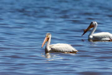 White Pelicans (Pelecanus erythrorhynchos) on the water.Nature scene from lake Michigan Wisconsin.