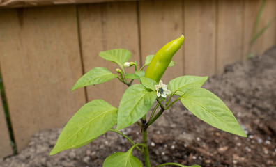 garden has grown the first pepper of the season