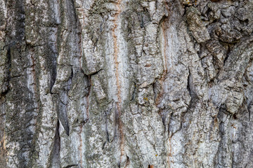 Texture of Old and Big Living Oak Tree 