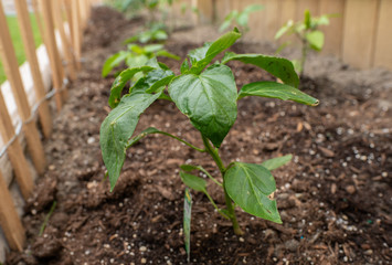 garden has been watered and growing on a sunny day