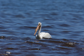 White Pelicans (Pelecanus erythrorhynchos) on the water.Nature scene from lake Michigan Wisconsin.