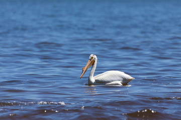 Fototapeta na wymiar White Pelicans (Pelecanus erythrorhynchos) on the water.Nature scene from lake Michigan Wisconsin.