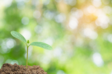 Green sprout growing, young plant from soil with sunlight and Green blur nature background