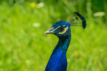Portrait of beautiful peacock with purple feathers