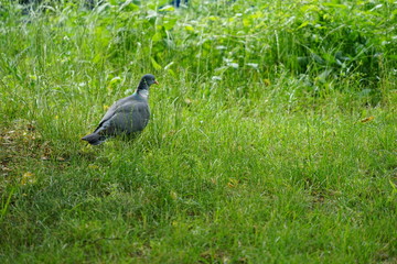 Vögel der Stadt: Ringeltaube im Tiergarten (Berlin)