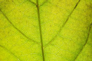 Naklejka na ściany i meble Green Leaf texture nature background 
