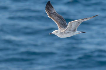 Seagull in flight
