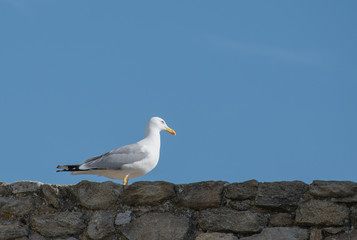 Seagull  perched on stone fence