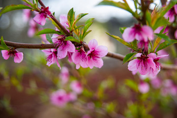 Obraz premium Pink flowers on cherry blossom tree