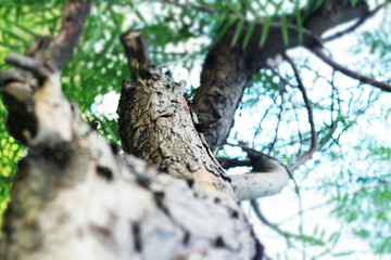 natural beleza