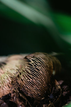 What remains after a daffodil bulb has sprouted