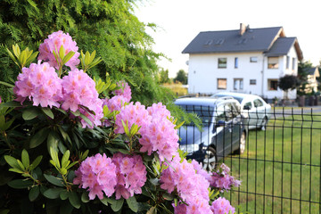 Piękne duże rododendrony, w tle ogrodzenie, samochody osobowe i dom jednorodzinny.