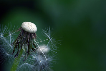 dandelion isolated on white background