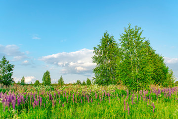 Obraz premium Beautiful summer countryside landscape with birches. Sunny day.