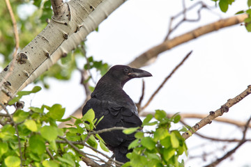 Raven in Tree