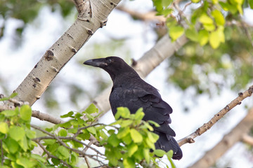 Raven in Tree