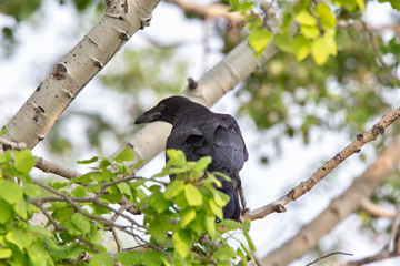 Raven in Tree