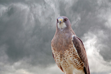 Swainsons Hawk Prairie